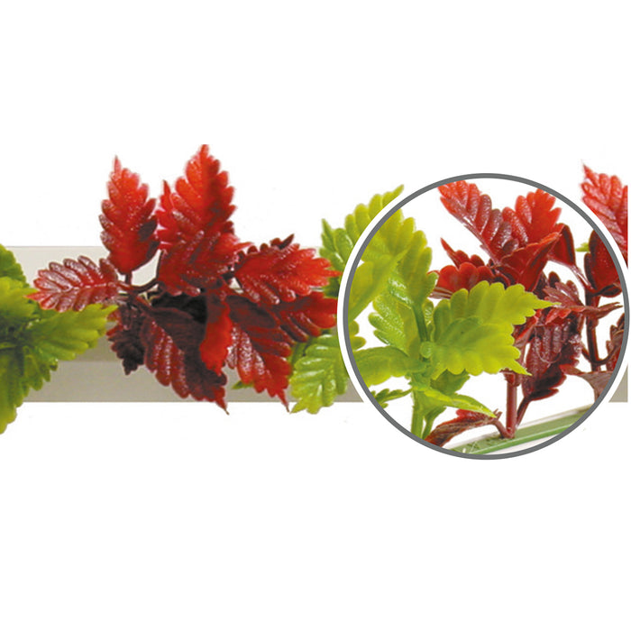 Red/Green Coleus Garnish Black Base 250mm (12 Pack)